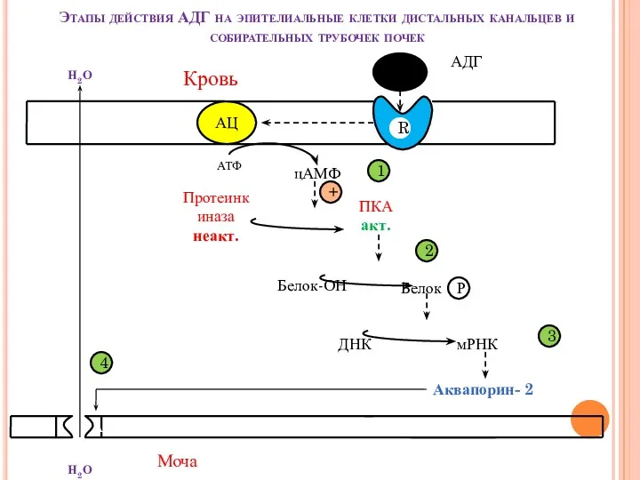 Этапы действия АДГ на эпителиальные клетки дистальных канальцев и собирательных трубочек почек АДГ