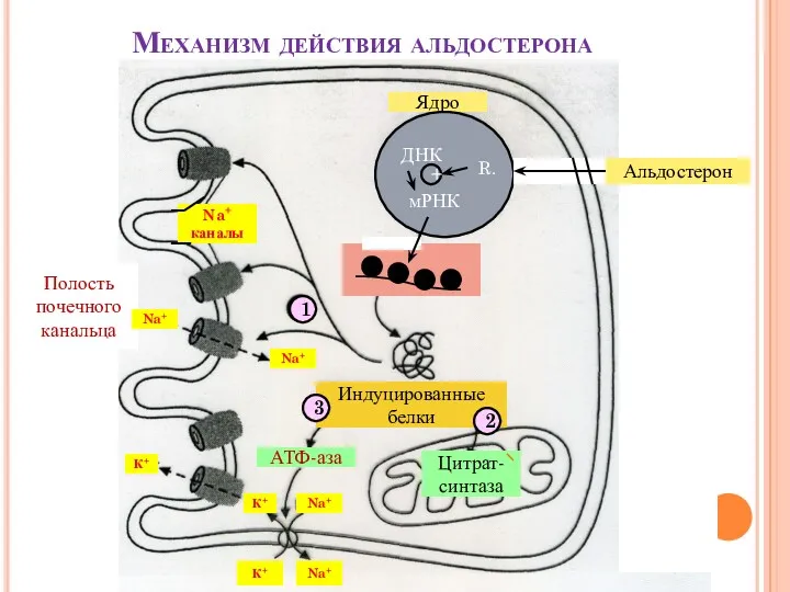Механизм действия альдостерона Альдостерон Ядро Индуцированные белки 2 3 АТФ-аза Na+ каналы 1