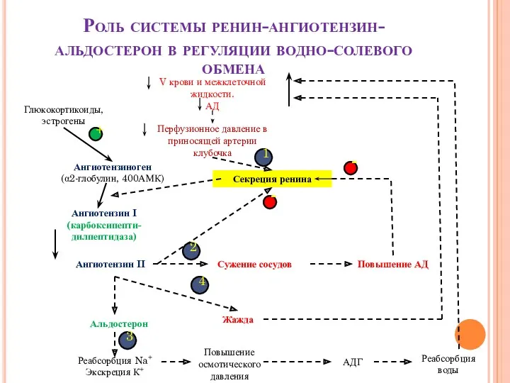 Роль системы ренин-ангиотензин-альдостерон в регуляции водно-солевого обмена V крови и межклеточной жидкости. АД