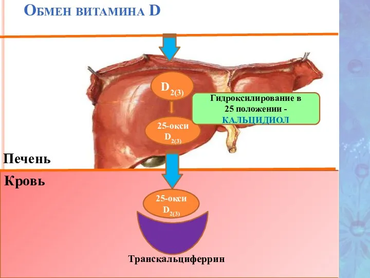 Обмен витамина D Транскальциферрин Печень D2(3) Кровь 25-окси D2(3) 25-окси D2(3) Гидроксилирование в