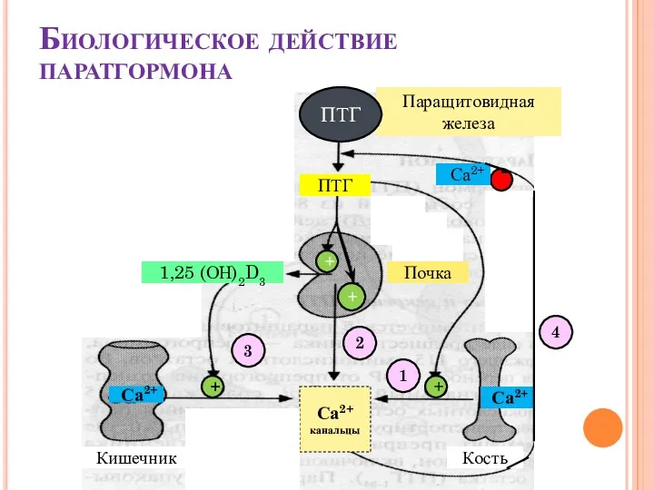 Биологическое действие паратгормона Паращитовидная железа ПТГ ПТГ Кишечник Кость Почка Са2+ канальцы 1,25