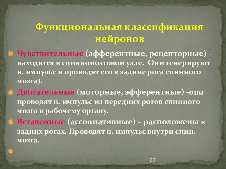 Функциональная классификация нейронов Чувствительные (афферентные, рецепторные) – находятся в спинномозговом