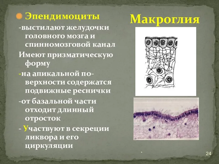 * Макроглия Эпендимоциты -выстилают желудочки головного мозга и спинномозговой канал