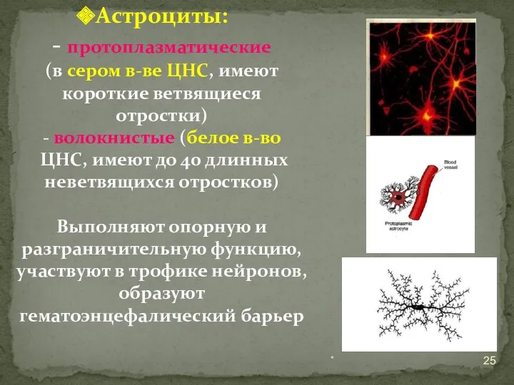 * Астроциты: - протоплазматические (в сером в-ве ЦНС, имеют короткие