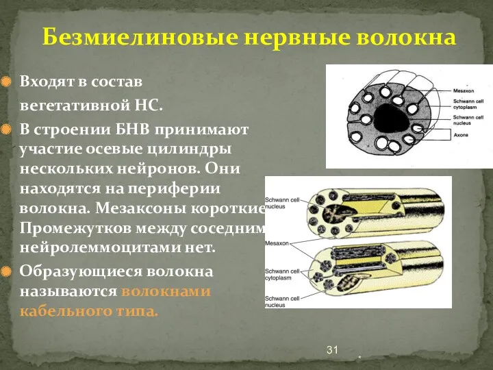 Безмиелиновые нервные волокна Входят в состав вегетативной НС. В строении