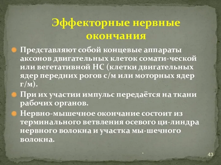 Представляют собой концевые аппараты аксонов двигательных клеток сомати-ческой или вегетативной