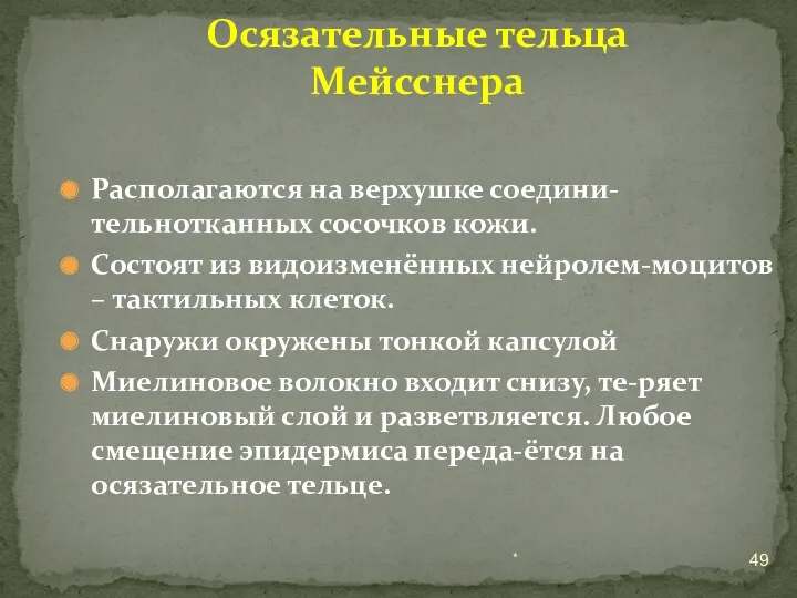 Располагаются на верхушке соедини-тельнотканных сосочков кожи. Состоят из видоизменённых нейролем-моцитов