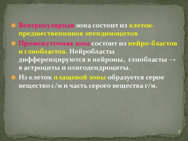 Вентрикулярная зона состоит из клеток-предшественников эпендимоцитов Промежуточная зона состоит из