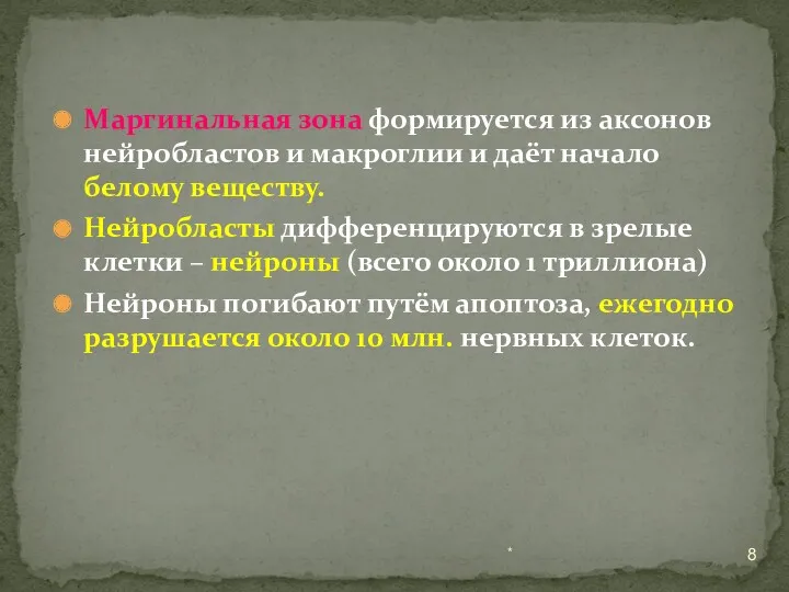 Маргинальная зона формируется из аксонов нейробластов и макроглии и даёт