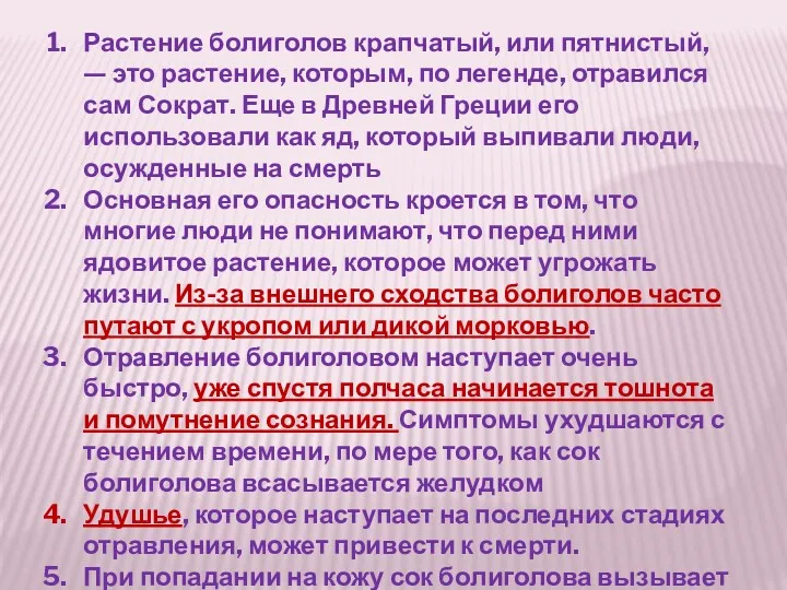 Растение болиголов крапчатый, или пятнистый, — это растение, которым, по