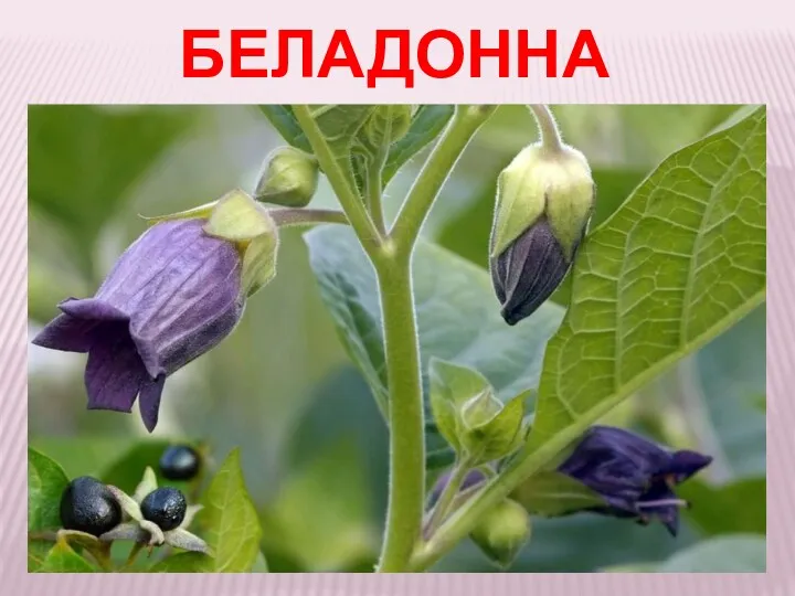 БЕЛАДОННА