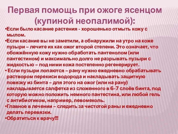 Первая помощь при ожоге ясенцом (купиной неопалимой): Если было касание