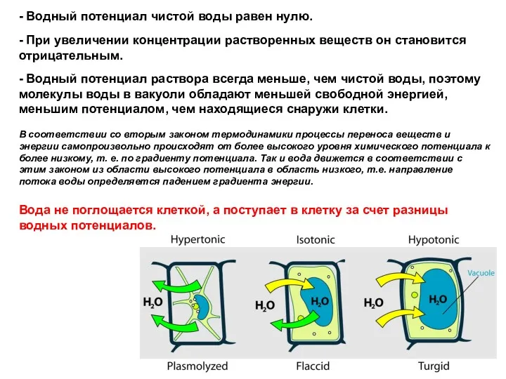 - Водный потенциал чистой воды равен нулю. - При увеличении