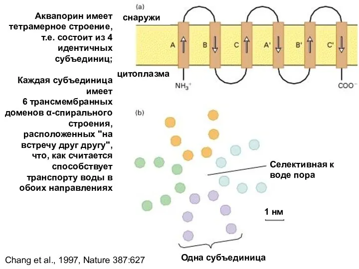 снаружи цитоплазма Селективная к воде пора Одна субъединица 1 нм