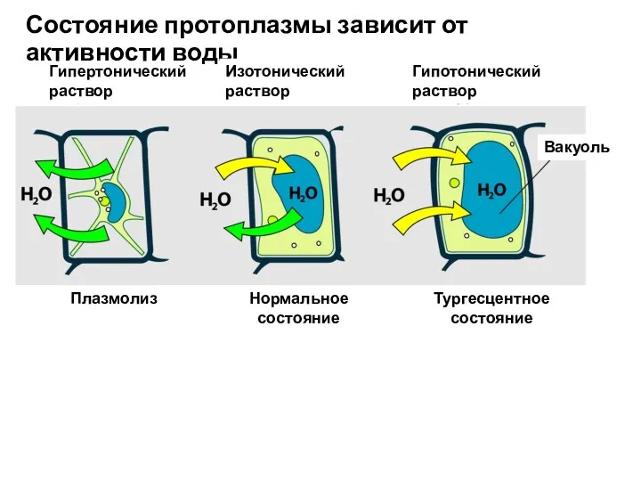 Гипертонический раствор Состояние протоплазмы зависит от активности воды Изотонический раствор