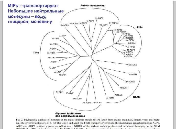 MIPs - транспортируют Небольшие нейтральные молекулы – воду, глицерол, мочевину