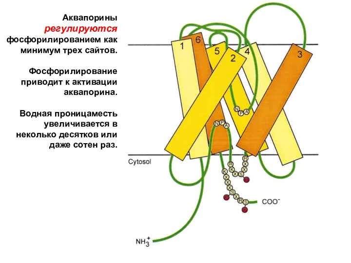 Аквапорины регулируются фосфорилированием как минимум трех сайтов. Фосфорилирование приводит к