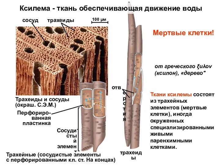 Перфориро- ванная пластинка Сосудистый элемент Трахейные (сосудистые элементы с перфорированными