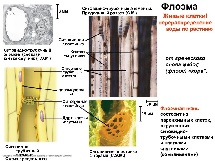 Флоэма Ситовидно-трубочный элемент (слева) и клетка-спутник (Т.Э.М.) 3 мм Ситовидно-трубочные
