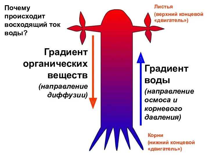 Листья (верхний концевой «двигатель») Градиент воды (направление осмоса и корневого