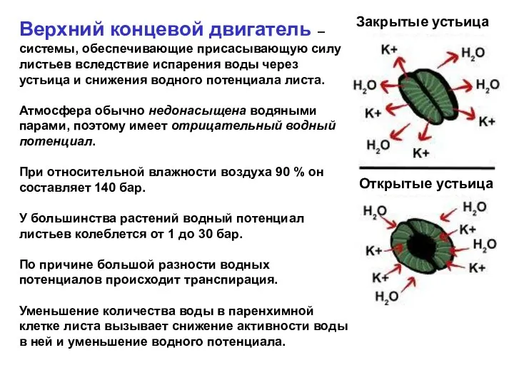 Верхний концевой двигатель – системы, обеспечивающие присасывающую силу листьев вследствие