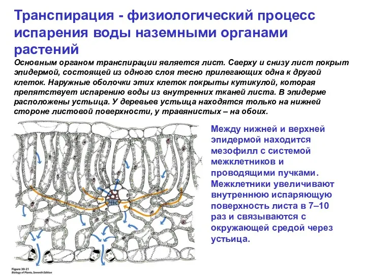 Транспирация - физиологический процесс испарения воды наземными органами растений Основным