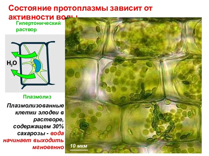 Гипертонический раствор Состояние протоплазмы зависит от активности воды Изотонический раствор