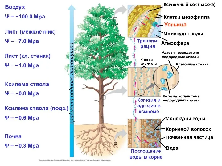 Воздух Ψ = −100.0 Mpa Лист (межклетник) Ψ = −7.0