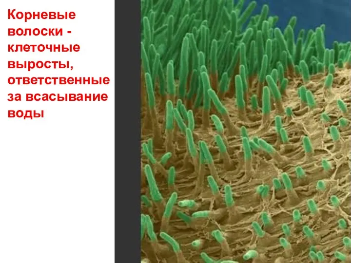 Корневые волоски - клеточные выросты, ответственные за всасывание воды