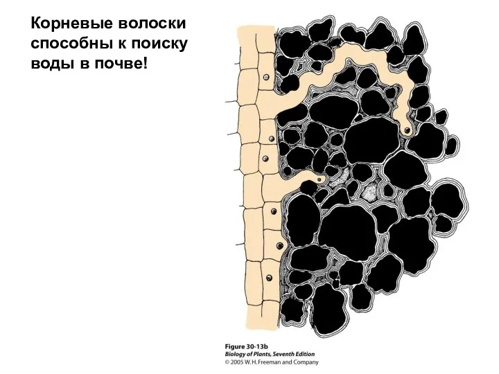 Корневые волоски способны к поиску воды в почве!