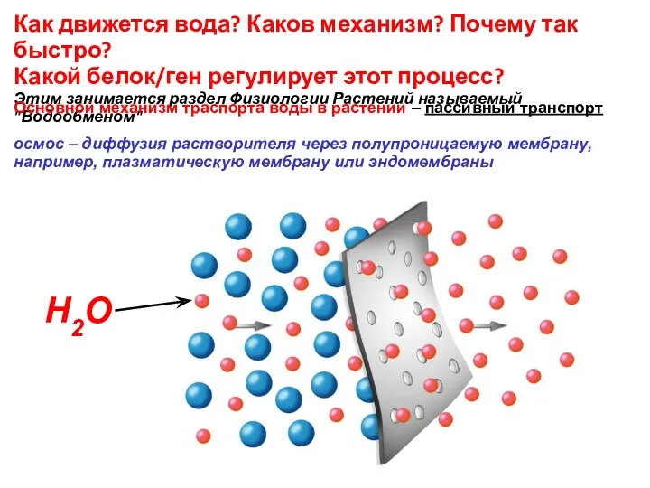 Как движется вода? Каков механизм? Почему так быстро? Какой белок/ген