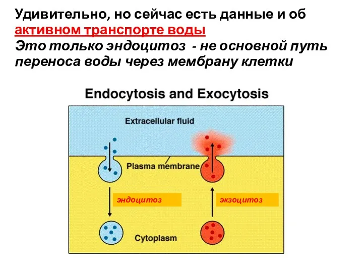 эндоцитоз экзоцитоз Удивительно, но сейчас есть данные и об активном