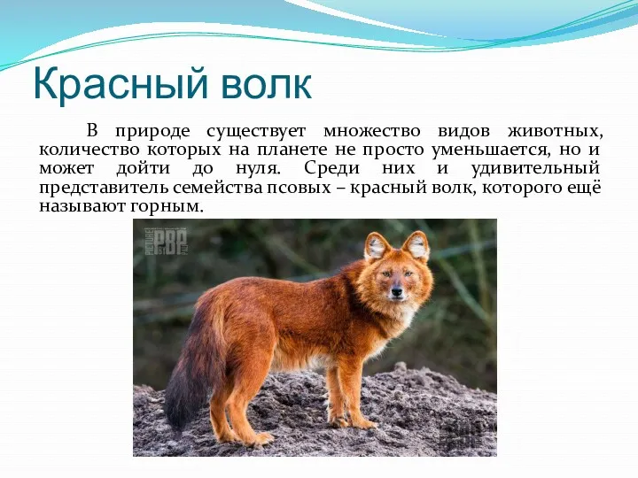 Красный волк В природе существует множество видов животных, количество которых