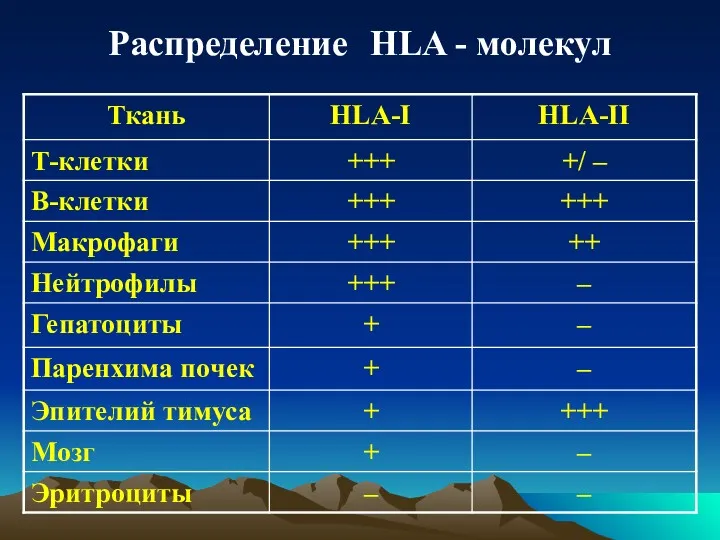 Распределение HLA - молекул