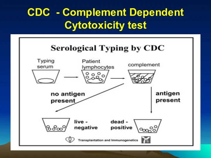 CDC - Complement Dependent Cytotoxicity test