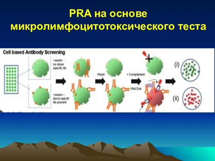 PRA на основе микролимфоцитотоксического теста