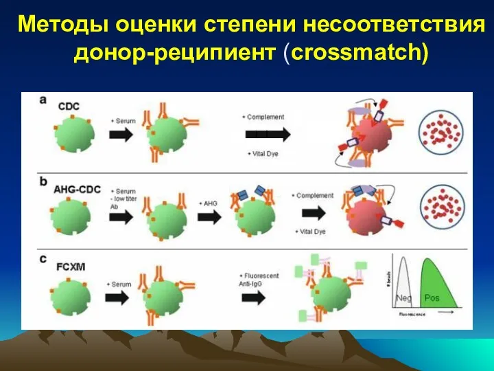 Методы оценки степени несоответствия донор-реципиент (crossmatch)