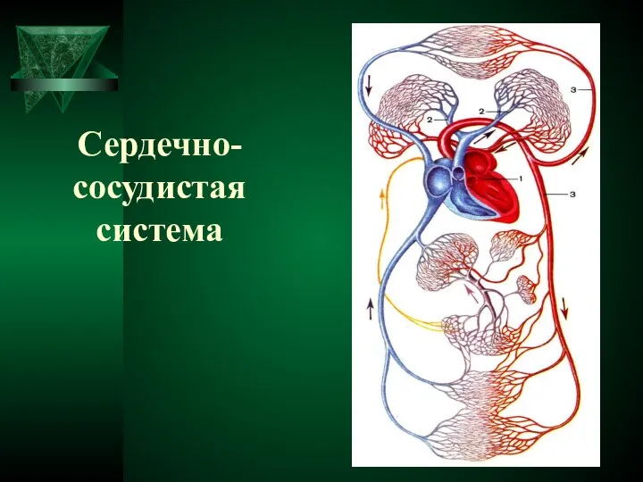 Сердечно-сосудистая система