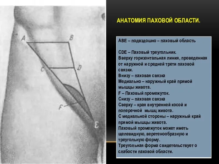 АНАТОМИЯ ПАХОВОЙ ОБЛАСТИ.