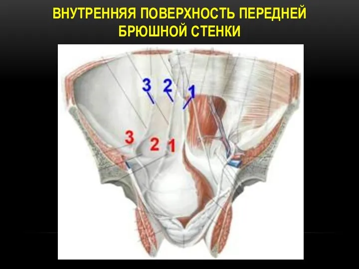 ВНУТРЕННЯЯ ПОВЕРХНОСТЬ ПЕРЕДНЕЙ БРЮШНОЙ СТЕНКИ