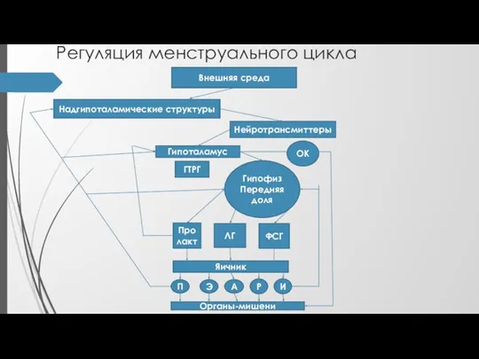 Регуляция менструального цикла Внешняя среда Надгипоталамические структуры Нейротрансмиттеры Гипоталамус Гипофиз