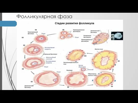 Фолликулярная фаза