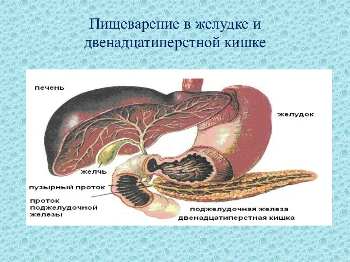 Пищеварение в желудке и двенадцатиперстной кишке