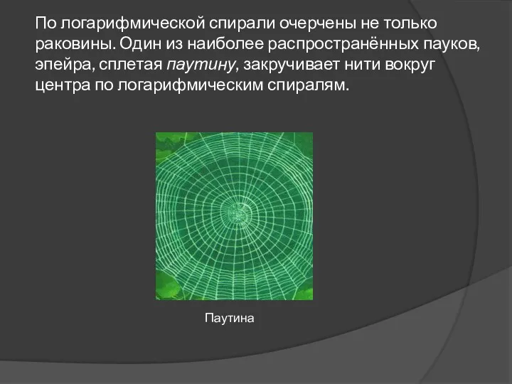 По логарифмической спирали очерчены не только раковины. Один из наиболее