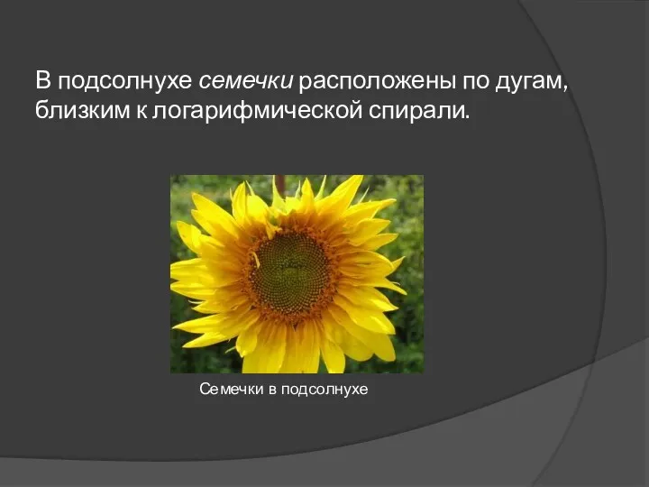 В подсолнухе семечки расположены по дугам, близким к логарифмической спирали. Семечки в подсолнухе