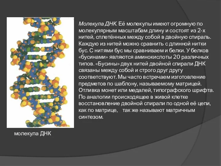 Молекула ДНК. Её молекулы имеют огромную по молекулярным масштабам длину