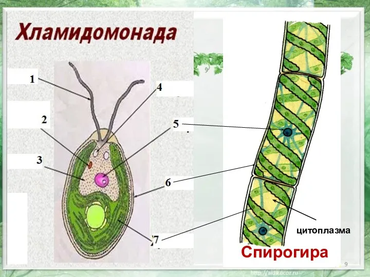 цитоплазма Спирогира