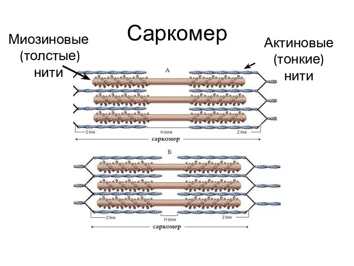 Саркомер Актиновые (тонкие) нити Миозиновые (толстые) нити