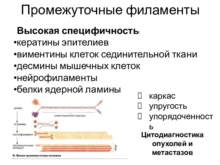 Промежуточные филаменты каркас упругость упорядоченность Цитодиагностика опухолей и метастазов Высокая