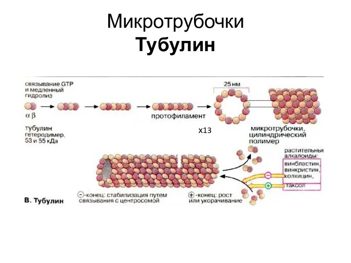 Микротрубочки Тубулин х13